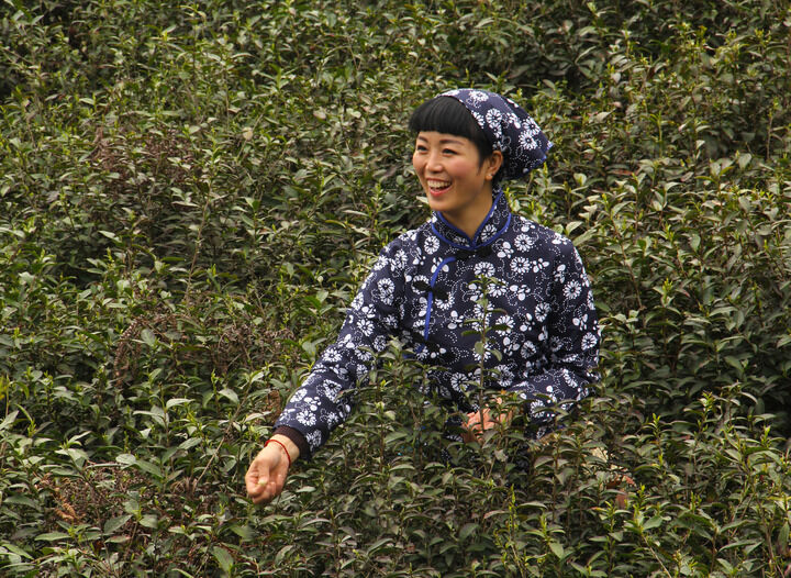 梦莲活动